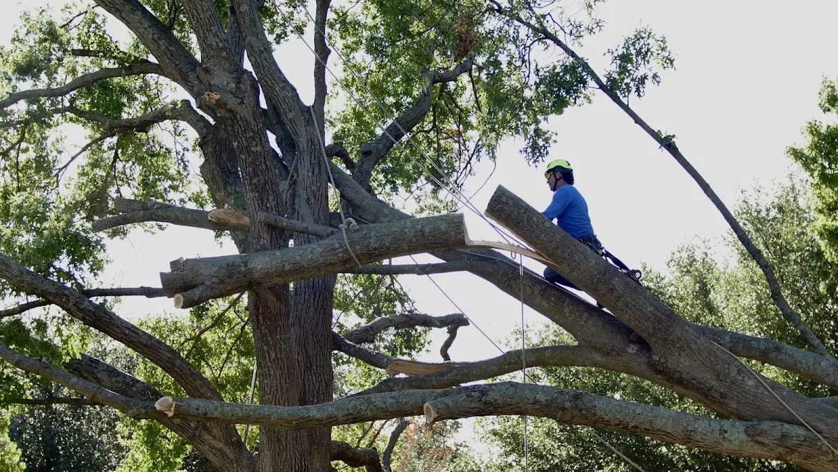 Professional Hazardous Tree Removal performed by certified arborists in Ringsted
